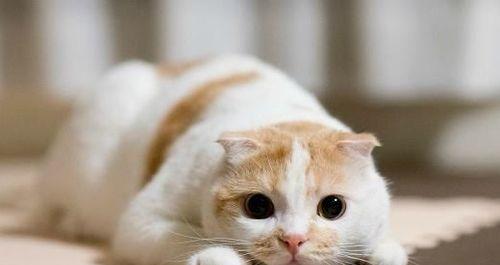 如何养折耳猫，注意事项必知！（以宠物为主，打造健康的小生命）