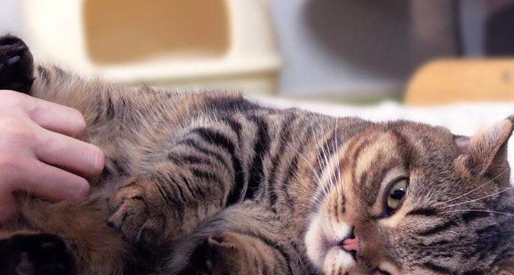 如何让你家猫咪耳朵清新不发臭（教你正确的猫咪耳朵清洁方法）