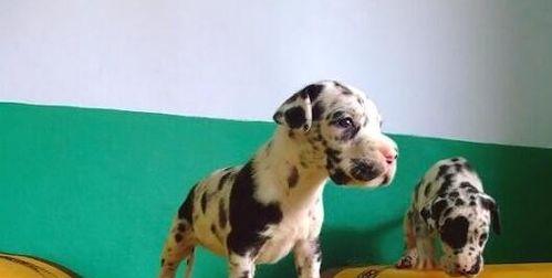 一个月大的大丹犬喂养指南（如何为您的大丹犬提供正确的饮食和营养）