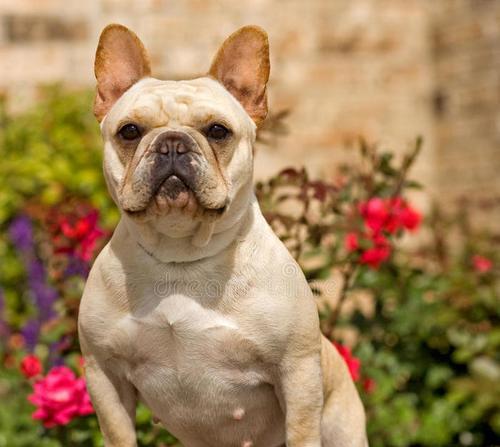 英国斗牛犬饮食攻略（营养均衡、蛋白质摄入、合理膳食计划——教你打造健康肌肉犬）