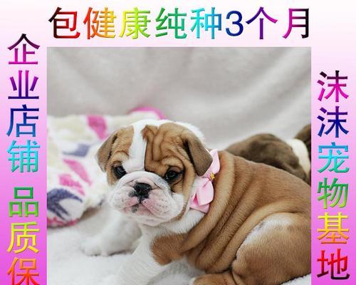 如何解决英国斗牛犬挑食问题（宠物食欲不振的原因和注意事项）
