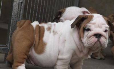 英国斗牛犬新生幼犬水肿及其治疗方法