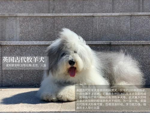 如何成为一位负责任的英国古代牧羊犬主人（如何成为一位负责任的英国古代牧羊犬主人）