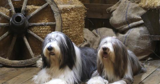 英国古代牧羊犬的营养需求（宠物主人必备的饲养知识）