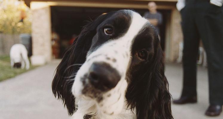 如何正确地为英国史宾格犬修剪指甲？（掌握正确的指甲修剪技巧，让你的爱宠健康快乐）