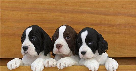 如何训练一只英国史宾格犬成为忠诚的宠物？（从基本训练到高级技能的全面指南）