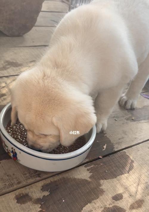 影响狗狗食欲的原因（探究影响狗狗食欲的各种因素，帮助主人提高狗狗的食欲）