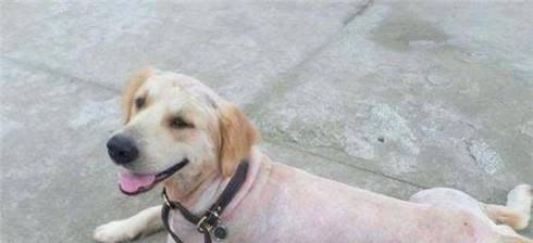 如何梳理硬毛犬的毛发（宠物狗狗的毛发护理技巧）