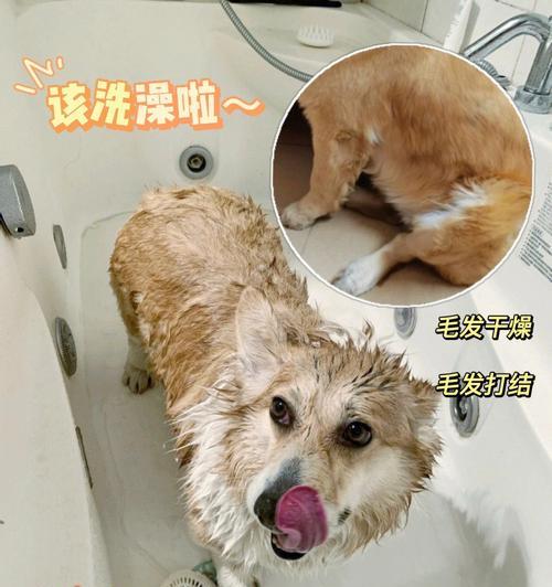 如何为宠物狗狗洗澡？（从选择洗浴用品到注意事项，教你正确给宠物狗狗洗澡）