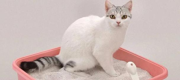 让你的猫咪听话的7种方法（从猫咪心理出发，让猫咪听从你的指令）