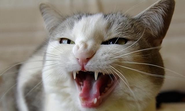 猫咪口臭，这是为什么？（探究猫咪口臭的原因及解决方法）