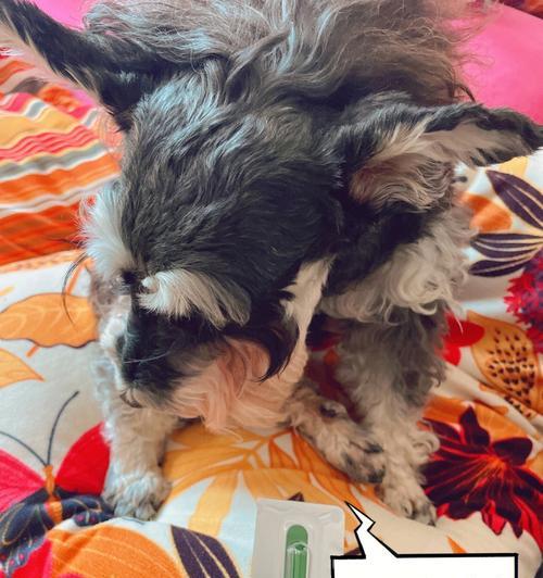 幼犬驱虫注意事项（宠物健康从驱虫开始，幼犬多久驱虫一次最佳）