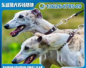 幼犬期灵缇犬日常检查（保障宠物健康，从日常检查开始）