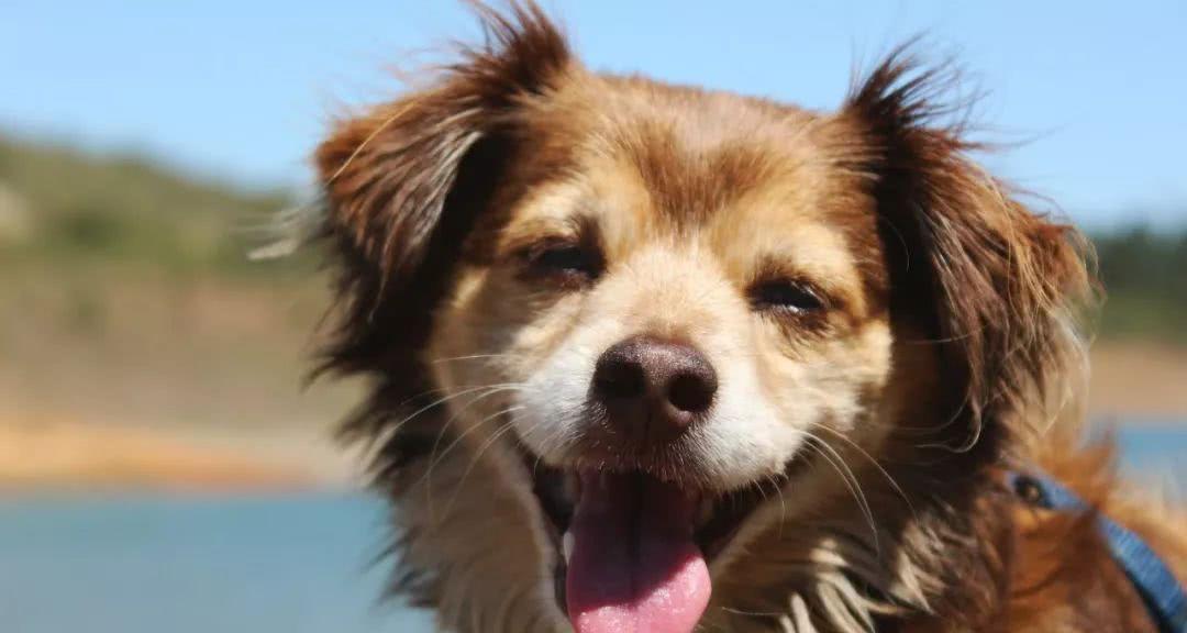 如何训练幼犬抗惊吓能力？（让你的宠物宝贝摆脱惊慌困扰，提高安全感）