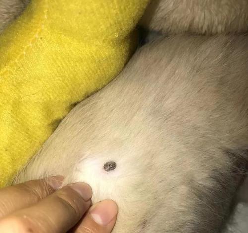 如何预防宠物狗狗寄生虫？（全面了解狗狗寄生虫，掌握防治方法）