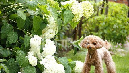 离宠物毒草远，宠物健康长（远离对贵宾犬有害的植物，关注宠物健康）