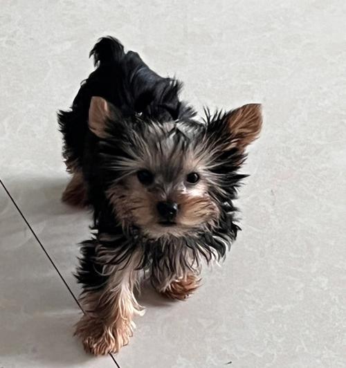 约克夏犬怀孕了，你知道怎么洗澡吗？（以宠物为主，专业宠物护理师教你如何安全给怀孕的约克夏犬洗澡）