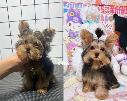 约克夏犬美容的正确步骤（让你的爱宠更美丽健康）