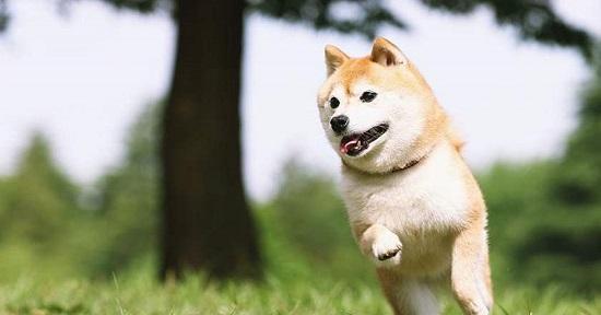 城市里养柴犬，好还是不好？