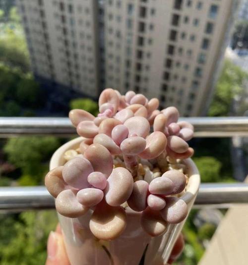 夏天大丹犬的养护方法（如何让你的宠物健康快乐地度过夏天）