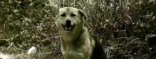 揭秘造成昆明犬拉肚子的原因（宠物饮食、环境、疾病三大原因分析）