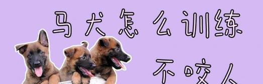 如何解决狗狗的撕咬问题（从宠物培训和心理角度入手）