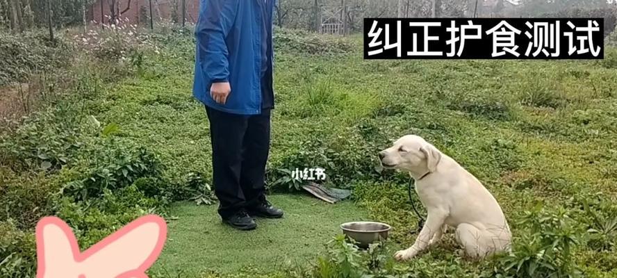 如何纠正狗狗的护食行为（措施详解，让你的宠物安心用餐）