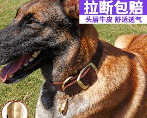 如何为德牧狗狗选择合适的项圈？