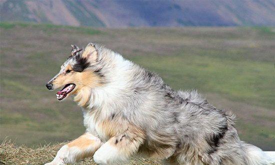如何给苏格兰牧羊犬洗澡？（宠物爱洗澡，主人更要做好护理工作）