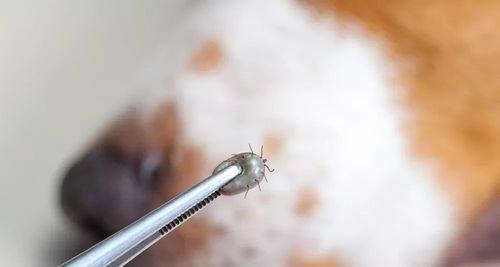 如何有效清理宠物身上的蜱虫？（掌握清除方法，让狗狗远离蜱虫）