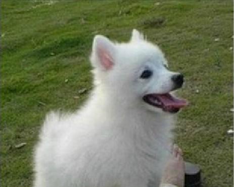 如何区分银狐犬和萨摩耶（宠物爱好者必知，如何辨别两大白毛球）