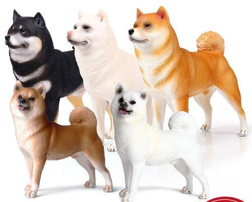 如何让你的柴犬狗狗轻松适应刷牙（以宠物为主，让你的柴犬拥有健康的牙齿）