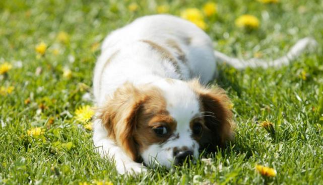 狗狗身体健康训练秘诀（宠物犬健壮成长，享受幸福生活）