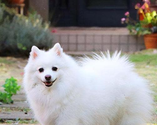 让你的银狐犬适应新家环境（宠物犬适应新环境的关键技巧）