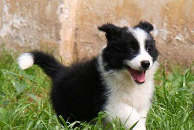如何选择一只健康的边牧犬（关注健康指标，找到适合你的宠物）