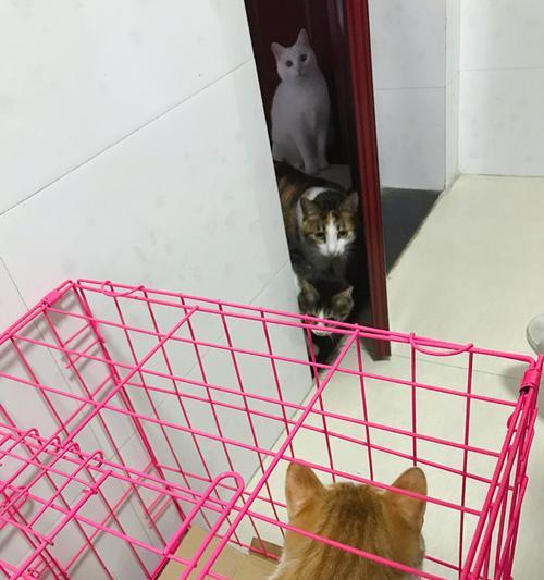 如何寻找走失的猫咪（从宠物主人的角度出发，用这些方法帮助猫咪回家）