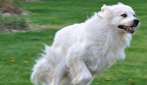 如何训练大白熊犬不咬人（培养良好的行为习惯，提高宠物素质）