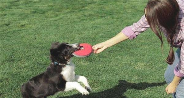 如何训练狗狗比赛姿势？（以宠物为主，让你的狗狗获得胜利！）