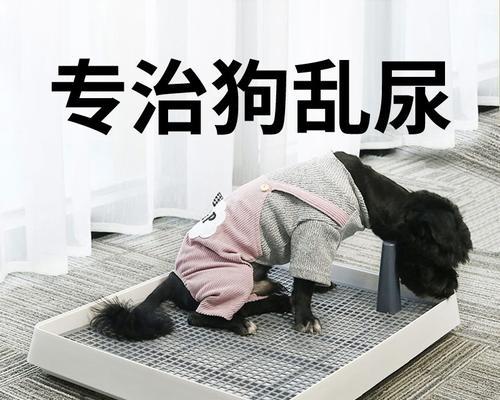 如何训练宠物狗狗在正确的地方排便？（掌握几个关键技巧，让你的狗狗不再随地大小便）