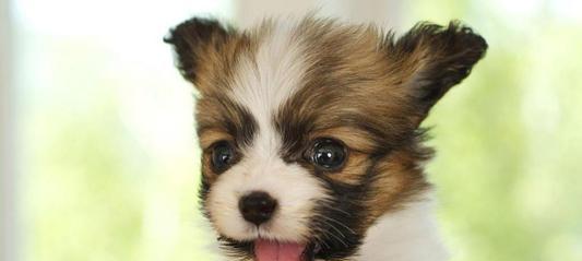 如何训练小蝴蝶犬上厕所？（让你的宠物不再随地大小便！）