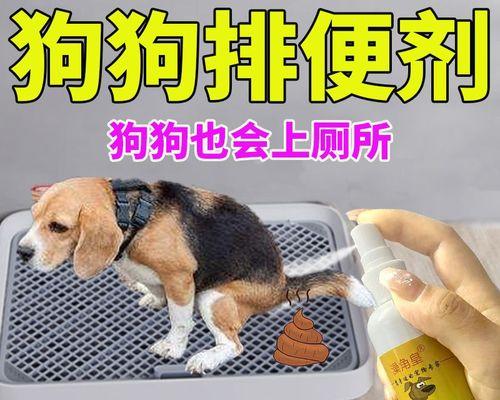 教你如何让宠物狗狗定点排便