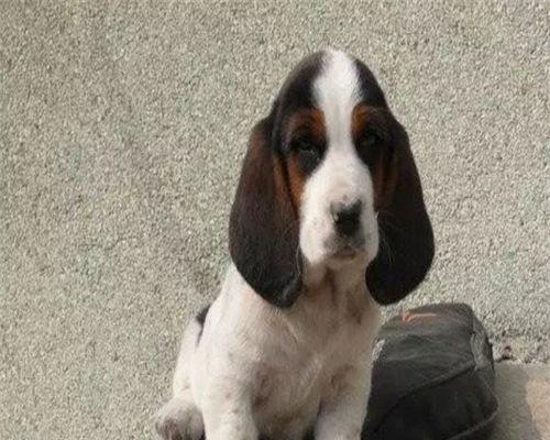 如何正确饲养巴吉度猎犬（掌握关键技巧，让你的宠物健康快乐）