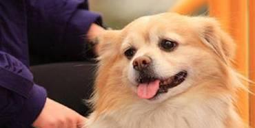 让蝴蝶犬远离咬人危险的技巧（以宠物为主，关爱犬只的责任）