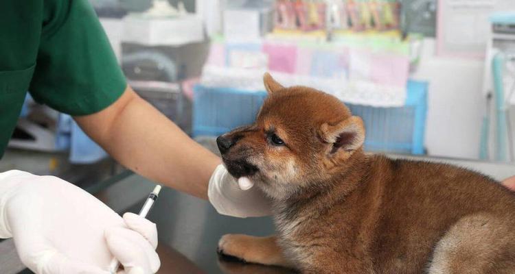 如何辨别宠物狗是否生病（掌握15个关键点，让你的狗健康无忧）