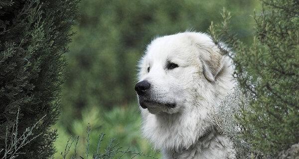 如何有效对付大白熊犬的粉刺问题（宠物护理必备，解决大白熊犬粉刺问题的实用技巧）