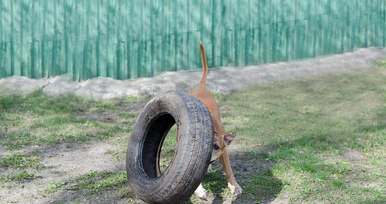 防治狗狗在车轮撒尿的方法（宠物爱好者必读，预防狗狗习惯性在车轮撒尿的有效措施）