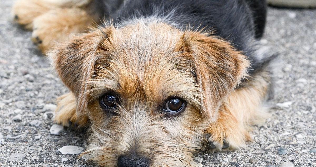 罗福梗犬的生病看护指南（以怎样看护罗福梗犬的生病为主题，分享宠物主人的看护心得）