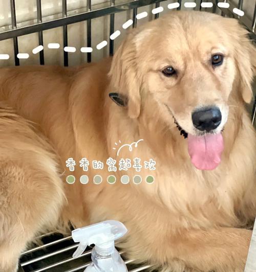 如何清除狗狗的异味？（10个简单方法让你的家不再有异味）