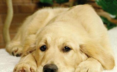 如何鉴别健康犬与患病犬（从宠物外观到行为举止，一步步教你判断）