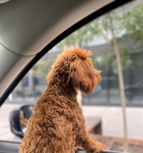 让宠物狗狗喜欢坐车外出的方法（如何训练宠物狗狗坐车出行）